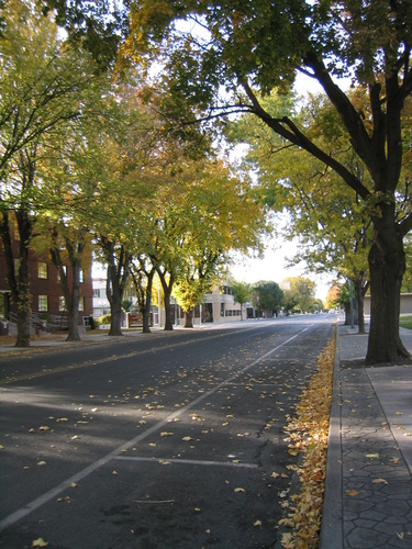 Ephrata Treed Street